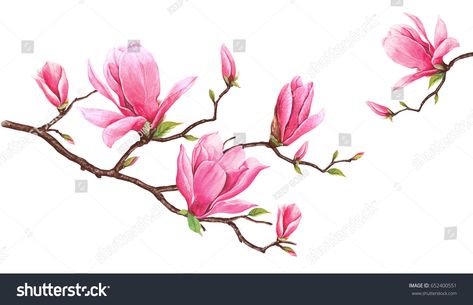 Magnolia Branch, Illustration Botanique, Victorian Flowers, Flower Art Images, Christmas Drawing, Magnolia Flower, Flower Art Painting, Digital Flowers, Painting Art Projects