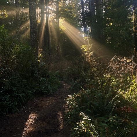 Fae Forest Aesthetic, Summer Fae Aesthetic, Pnw Forest Aesthetic, Sunny Forest Aesthetic, Summer Forest Aesthetic, Sunlight In Forest, Pnw Forest, Bright Forest, Pnw Aesthetic