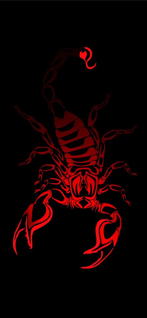 Free download the scorpion arachnids wallpaper ,beaty your iphone . #scorpion arachnids #Wallpaper #Background #iphone Black Scorpion Wallpaper, Scorpion Wallpaper, Scorpion Image, Scorpio Images, Red Scorpion, Scorpio Art, Dragon Artwork Fantasy, Scorpion Tattoo, Iphone Wallpaper Video