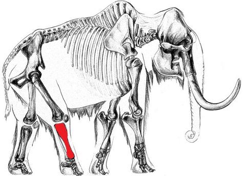 Skeletal reconstruction illustration of a Woolly Mammoth with the right tibia highlighted in red Biological Drawings, Elephant Skeleton, Elephant Anatomy, Anatomical Drawings, Elephant Clip Art, Elephant Printable, Vintage Clip Art, Animal Skeletons, Bone Art