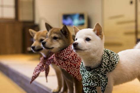 Tokyo's first Mame Shiba Café is now open on Harajuku's iconic Takeshita-dori. Mame Shiba Inu are a smaller version of Japan's popular Shiba Inu dogs. The homel Mame Shiba, Cafes In Japan, Animal Cafe, Animal Restaurant, Shiba Puppy, Owl Cat, Fox Dog, Dog Cafe, Shiba Inu Dog