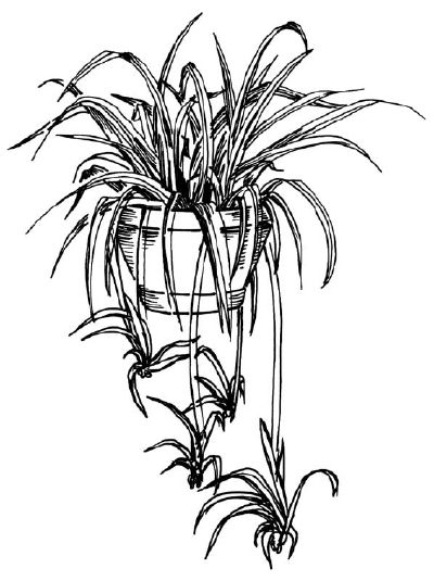 To draw a spider plant, first, examine the spider plant illustration before proceeding to the first step. Plant Drawing Easy, Draw A Spider, Plant Sketches, Plant Doodle, Trendy Plants, Spider Plant, Plant Tattoo, Watercolor Plants, Plant Drawing