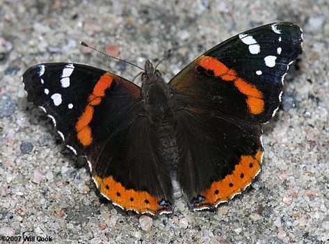 Red Admiral Butterfly (Vanessa atalanta) - One of our most distinctive butterflies, with a bold reddish-orange stripes and white spots on brownish-black wings...