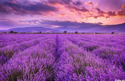 eQuilter Lavender Fields - Sunset - 28" x 44" PANEL - DIGITAL PRINT Outdoor Herb Garden, Lavender Seeds, Field Wallpaper, Growing Lavender, Zero Wallpaper, Lavender Aesthetic, English Lavender, Pamukkale, Lavender Farm