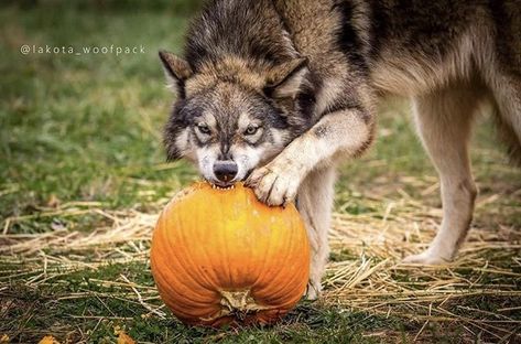 Wolf Dynamic Pose, Wolf Laying Down, Silly Wolves, Wolves Aesthetic, Canine Reference, Animal Poses, Wolf Poses, Deer Photography, Dog Motif