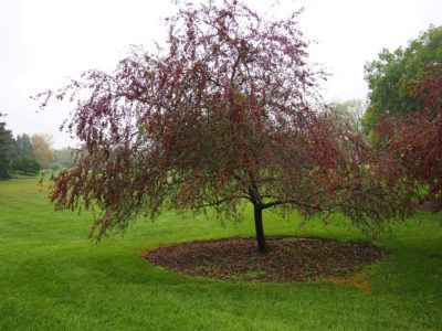 Prairifire Crabapple Information – Learn About Growing Prairifire Trees Prairifire is a flowering crabapple with high disease resistance, ease of care and several seasons of beauty. The tree is outstanding as an ornamental specimen in the landscape and the fruits of the tree are important food for wild animals and birds. Learn more here. Edible Schoolyard, Flowering Crabapple, Prairie Fire, Grow Garden, Purple Fruit, Crabapple Tree, Sustainable Agriculture, Crab Apple, Growing Fruit