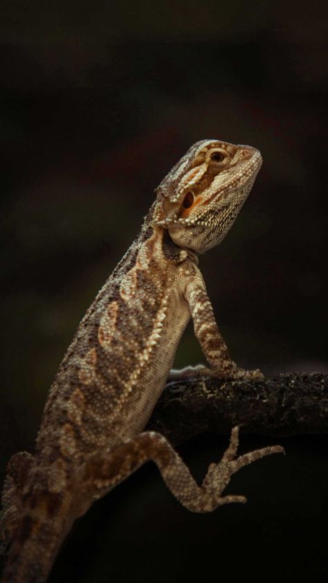 Bearded Dragon Wallpaper Iphone, Bearded Dragon Wallpaper, Lizard Species, Dragon Wallpaper, Dragon Wallpaper Iphone, Animal References, Reptiles And Amphibians, Bearded Dragon, Animals Images