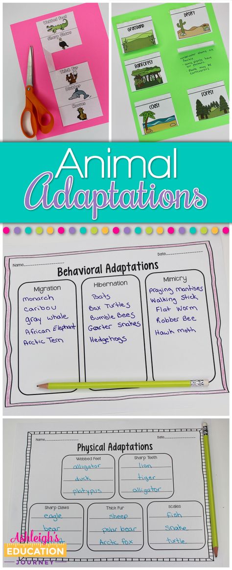 Grade 4 Habitats, Adaptation In Animals, Animal Adaptations Activities, Adaptations Science, Adaptations Activities, Animal Adaptation, Organize Notes, Science Lessons Elementary, Fourth Grade Science