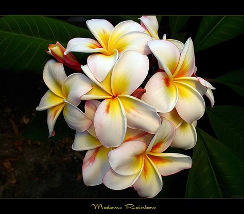 Plumeria Madame Rainbow Thailand Flowers, Indoor Flowering Plants, Plumeria Flowers, Tropical Theme, Outdoor Inspirations, The Meadows, Interesting Photos, Rainbow Flowers, Flower Beauty