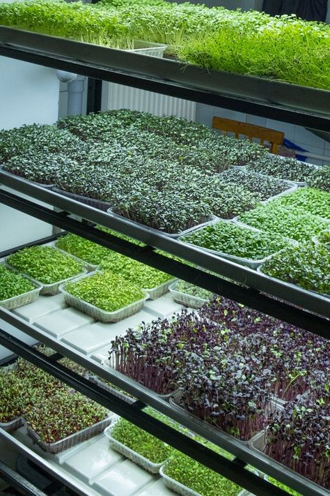 Read this before you start your microgreen farm in India. Microgreens Garden, Indoor Farming, Vegetable Garden Planner, Hydroponic Farming, Farming Business, Growing Microgreens, Plantas Bonsai, Vertical Farming, Vegetable Garden Diy