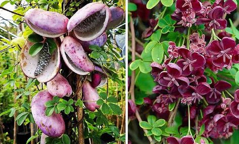 Have you ever heard of Chocolate Vine or Akebia Quinata or Mu Tong as it is called in various parts of the world? It’s like a superfood – a magical... The post 15 Chocolate Vine Benefits (Akebia Quinata), Potential Side Effects. appeared first on FoodNurish. Chocolate Vine, Akebia Quinata, Side Effects, Have You Ever, No. 2, Vines, Benefits, The World