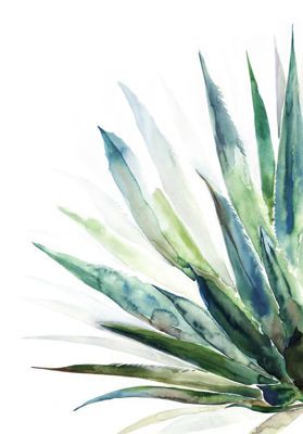 Verde Agave I Watercolor Fruit, Agave Plant, Watercolor Cactus, Watercolor Plants, Watercolor Flower Art, Plant Painting, Watercolor Inspiration, Cellphone Wallpaper, Watercolour Painting