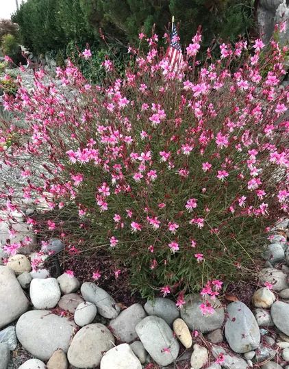 Gaura Siskiyou Pink, Pink Flowering Plants, Pink Perennial Flowers, Pink Gaura, Gaura Plant, Common Garden Plants, Pink Perennials, Plantain Lily, Flowering House Plants