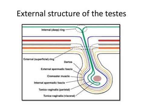 Coverings of testes SKIN DARTOS MUSCLE EXTERNAL SPERMATIC FASCIA CREMASTERIC FASCIA INTERNAL SPERMATIC FASCIA PARIETAL AND VISCERAL LAYERS OF TUNICA VAGINALIS Nursing School, Anatomy, Skin, Quick Saves