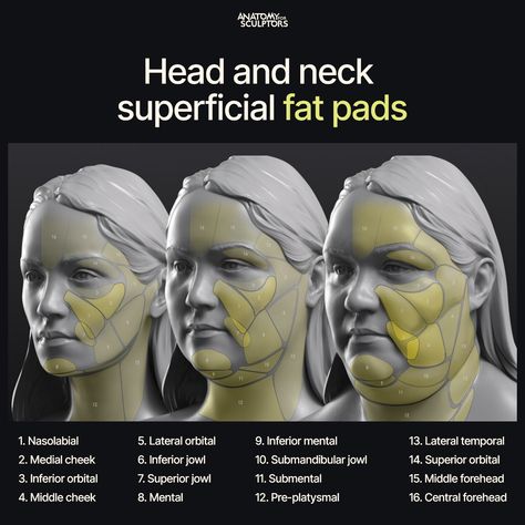 ArtStation - Head and neck superficial fat pads Face Anatomy Reference, Fat Anatomy, Face Muscles Anatomy, Anatomy For Sculptors, Learn Anatomy, Face Muscles, Human Anatomy Reference, Neck Drawing, Head Anatomy