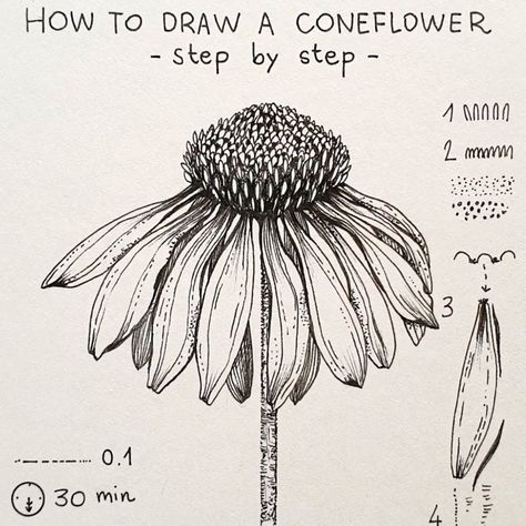 Alice on Instagram: “▫️Coneflower▫️ . Today’s flower: Coneflower (Echinacea), step by step 🖤 . . . What you’re seeing is a drawing in 1 minute but it took me 30…” Cone Flowers, Staining Furniture, Botanical Line Drawing, Flower Drawing Tutorials, Flower Art Drawing, Art Pen, Flower Sketches, Floral Drawing, Botanical Drawings