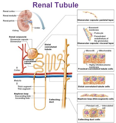 Cell types/structure of nephron (nephron = renal corpuscle + renal tubule) Anatomy Pictures, Renal Physiology, Anatomy Female, The Urinary System, Excretory System, Urinary System, College Nursing, Plasma Membrane, Pa School