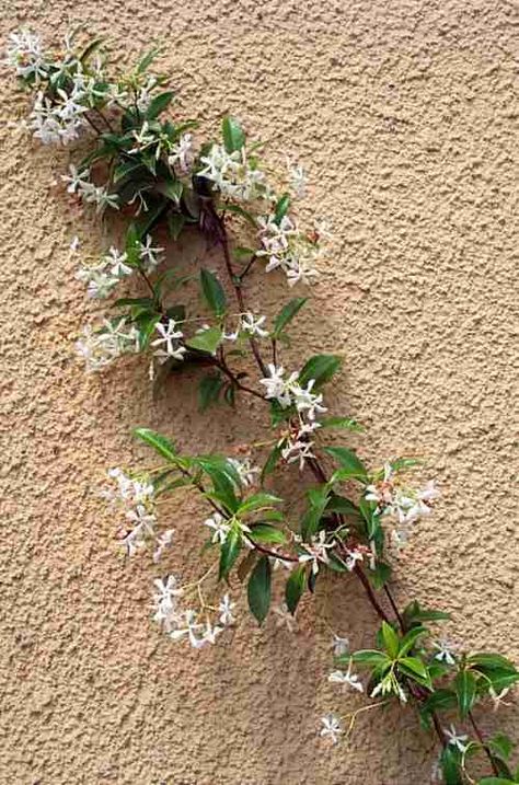 el-jazmin-y-sus-variedades Nan Tattoo, Jasmine Vine, Diy Gifts To Make, Courtyard Gardens Design, Star Jasmine, Boquette Flowers, Fragrant Flowers, Courtyard Garden, Ground Cover