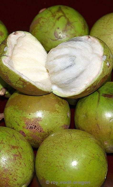 White-Green Star Apple. Kaimito in tagalog Star Apple Fruit, Philippines Fruits, Rare Fruits, Pinoy Foods, Different Fruits And Vegetables, Star Apple, Strange Fruit, Food Vegetarian, Green Star