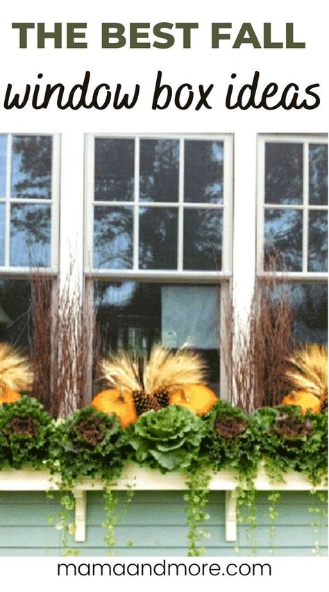 Wondering how to transition your beautiful window flower box for the fall season? Here are some fun DIY ideas that you can use for your fall window box. Inspiration includes pumpkins, apples, greenery, and more to improve the exterior of your home for the fall season! Window Flower Box Ideas, Fall Window Boxes Ideas, Fall Flower Boxes, Flower Box Ideas, Window Box Ideas, Fun Diy Ideas, November Flower, Fall Window Boxes, Fall Windows