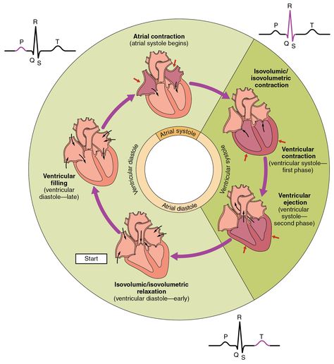 The cardiac cycle begins with atrial systole and progresses to ventricular systole, atrial diastole, and ventricular diastole, when the cycle begins again. Correlations to the ECG are highlighted. Ekg Interpretation, Human Heart Anatomy, Cardiac Cycle, Mitral Valve, Heart Sounds, Heart Anatomy, Heart Muscle, Human Anatomy And Physiology, Circulatory System