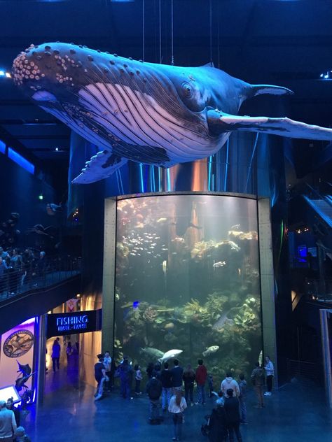 Fish Museum, Public Aquarium, Silver Dollar City, Aquarium Design, The Aquarium, Aquatic Animals, Marine Biology, Ocean Themes, Museum Exhibition