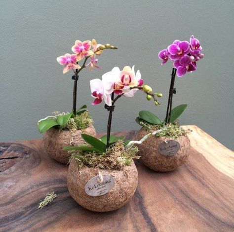 Mini Orquídea: +48 Fotos, Como Cuidar e Lista de Espécies para Cultivar Mini Orquideas, String Garden, Orchid Flower Arrangements, Coconut Shell Crafts, Orchid Seeds, Tanaman Pot, Orchid Planters, Growing Orchids, Orchids Garden