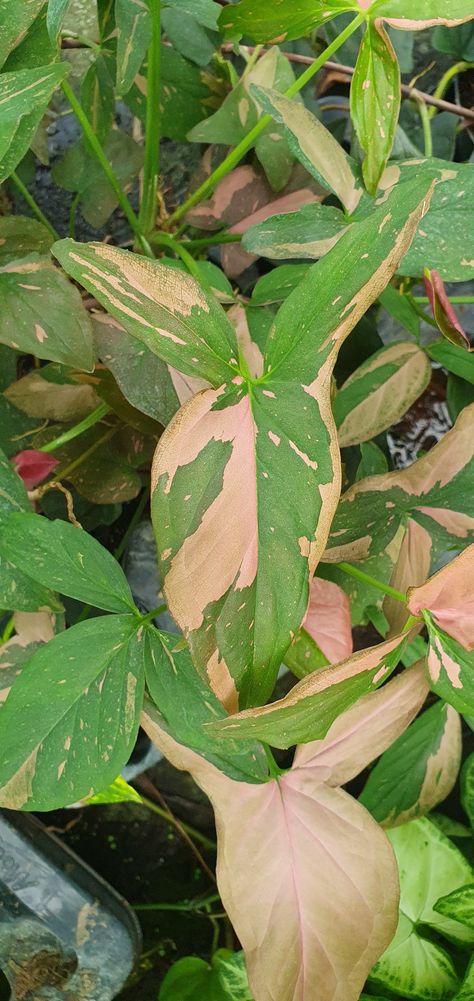 Syngonium Red spot tricolor Pink Plants, Inside Plants, Pink Plant, Green Thumb, Tri Color, Low Maintenance, Plants, Green, Red