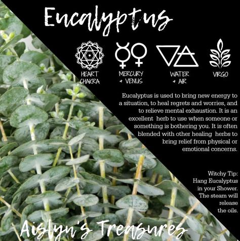 Eucalyptus Eucalyptus Metaphysical Properties, Eucalyptus Spell Uses, Eucalyptus Spiritual Uses, Eucalyptus Incense Meaning, Eucalyptus Witchcraft Uses, Eucalyptus Properties Magic, Eucalyptus Meaning Witchcraft, Eucalyptus Spiritual Meaning, Eucalyptus Magical Properties