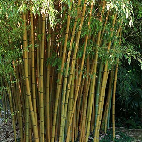 1.2m Tall Pair of Bamboos - Yellow YouGarden http://www.amazon.co.uk/dp/B00J5H4GK4/ref=cm_sw_r_pi_dp_j2D2ub1N04S76 Yellow Bamboo, Tall Plant, Garden Screening, Uk Garden, Garden Shrubs, Bamboo Forest, Big Leaves, Bamboo Plants, Tall Plants