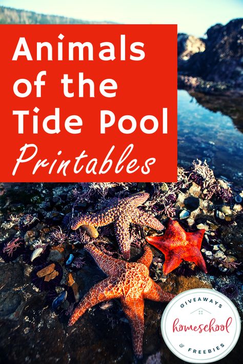 Animals of the Tide Pool Printables. #tidepools #tidepoolanimals #animalsoftidepools Tide Pool Activities For Kids, Tide Pool Animals, Tide Pool Craft, Tide Pool Activities, Pool Lessons, Ocean Preschool, Shark Printables, Ocean Theme Preschool, Gifted Students