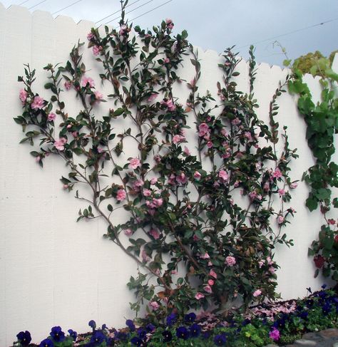 Camellia sasanqua - espalier Camellia Espalier, Sasanqua Camellia, Japanese Garden Style, Camellia Sasanqua, Citrus Garden, Townhouse Garden, Space Garden, Succulent Landscaping, Timber Fencing