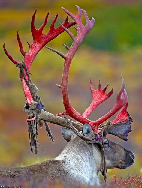 Deer Costume, Scene Setters, Lawn Ornament, Mule Deer, Whitetail Deer, Deer Head, Deer Antlers, Unique Animals, Aesthetic Images