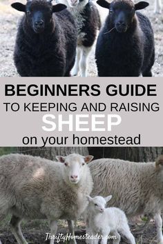 Sheep Homestead, Keeping Sheep, Mini Homestead, Sheep Shelter, Livestock Animals, Homestead Tips, Raising Sheep, Farming Animals, Homesteading Animals