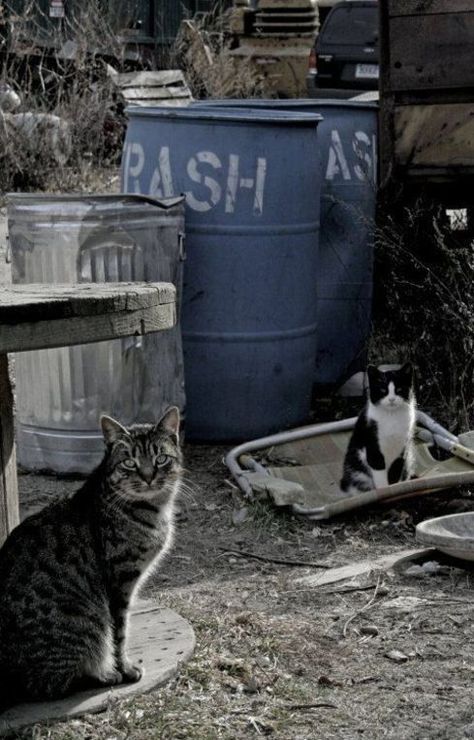 Junk Yard Cats Junk Yard Aesthetic, Cats In Odd Places, Cats Stuck In Weird Places, Cat On A Fence, Cats Destroying Things, Dogs Are The Best, Big Cats Photography, C Is For Cat, Cat And Kitten