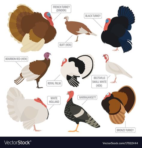 Chicken Composting, Turkey Breeds, Raising Turkeys, Black Turkey, Turkey Farm, Lol Doll Cake, Pig Breeds, Raising Farm Animals, Rare Fish