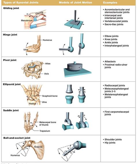 Different types of joints with joint motion #nptestudybuddy #pcestudybuddy #studybuddyfacts #npte #ptstudent #dptstudent Types Of Joints, Human Joints, Joints Anatomy, Musculoskeletal System, Body Joints, Muscle Anatomy, Human Anatomy And Physiology, Medical Anatomy, Hand Therapy