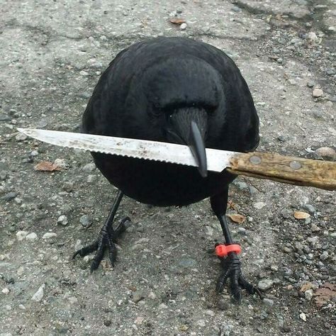 A Pet Crow Holding A Knife In His Mouth Animals With Knives, Animals, Black