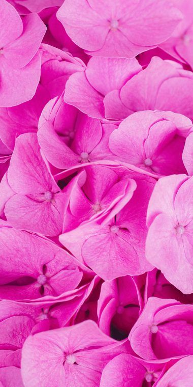 Pink Flowers Wallpaper, Hot Pink Flowers, Flower Texture, Nothing But Flowers, Latest Wallpapers, Roses Drawing, Pink Hydrangea, Beautiful Flowers Wallpapers, Wallpapers Iphone