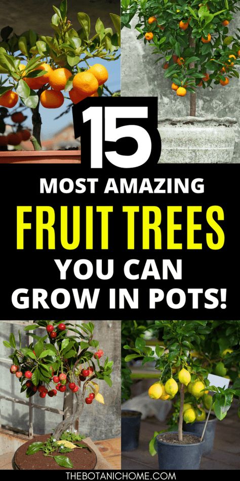 Citrus Trees In Greenhouse, Growing Mandarins In A Pot, Zone 7 Fruit Trees, Apple Tree In Pot, Mini Fruit Trees, Growing Fruit Trees In Containers, Home Fruit And Vegetable Garden, Fruits To Grow In Your Garden, Trees That Grow In Pots