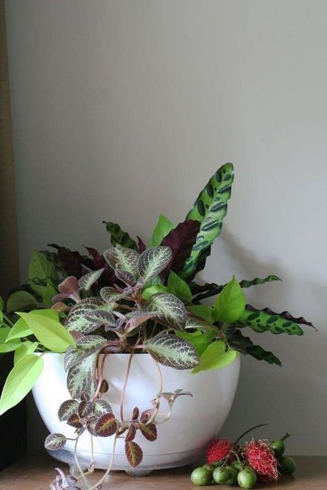 Episcia, Calathea, and Lime Pothos Flame Violet, Peacock Plant, Colorful Arrangements, Green Apartment, Inside Garden, نباتات منزلية, Moth Orchid, Dish Garden, Red Girl