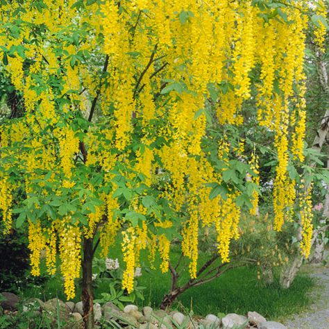 In late spring and summer, this Golden Chain Tree bears beautiful hanging clusters of yellow flowers. More small trees: http://www.bhg.com/gardening/trees-shrubs-vines/trees/popular-small-trees/?socsrc=bhgpin071413goldenchain=8 Pagoda Dogwood, Golden Chain Tree, Golden Rain Tree, Fringe Tree, Trees For Front Yard, Japanese Tree, Front Yards, Ornamental Trees, Late Spring