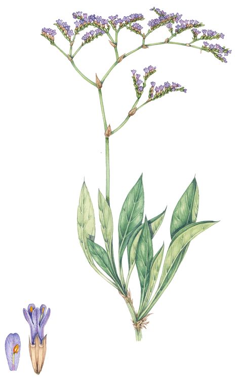 Common Sea lavender Limonium vulgare botanical illustration by Lizzie Harper Limonium Flower Drawing, Limonium Flower Tattoo, Sea Lavender Plant, Sea Lavender Tattoo, Lavender Botanical Illustration, Lizzie Harper, Lavender Botanical, Sea Lavender, Wildflower Tattoo