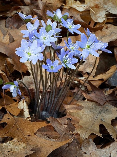 Hepatica Nobilis, Gardening Planting, Raindrops And Roses, Woodland Walk, Woodland Flowers, Flower Blue, Woodland Garden, Forest Flowers, Nature Pictures