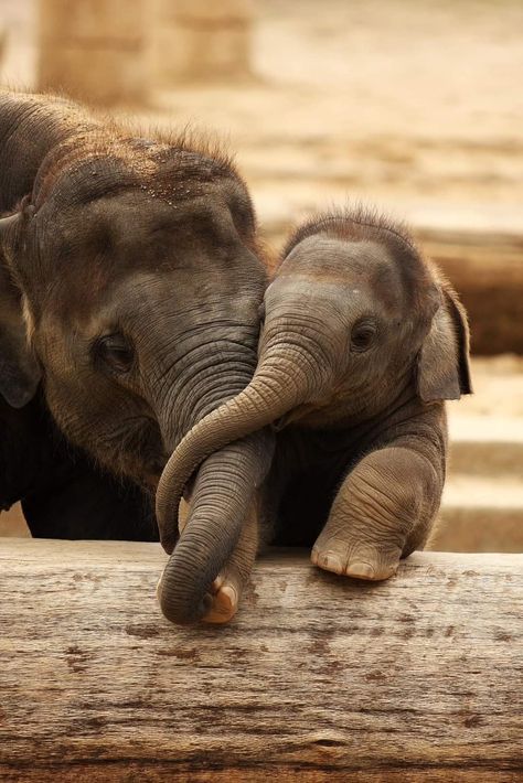 Animals Snuggling, Animals With Their Babies, African Elephant Photography, Elephants Cute, Adorable Baby Animals, Elephant Facts, Elephant Photography, Elephant Pictures, Elephants Photos