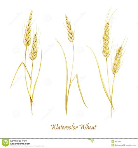 Illustration about Beautiful watercolor vector golden wheat set on white fon. Illustration of paint, nature, butterfly - 50075907 Wheat Tattoo, Wheat Vector, Drawing Natural, Paint Nature, Wheat Flower, Nature Butterfly, Ankle Bracelet Tattoo, Watercolor Vector, Sugar Skull Tattoos