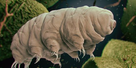 Humans are just starting to understand this tiny, almost invincible creature - and it's fascinating! Moss Piglet, Microscopic Organisms, Suspended Animation, Quantum Entanglement, Microscopic Images, Get A Life, Things Under A Microscope, Life Form, Queen Mary