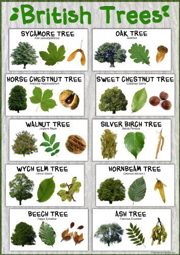 British Trees Laminated Nature Poster - Size A1 (84.1 cm ... https://www.amazon.co.uk/dp/B00HZ0AFB2/ref=cm_sw_r_pi_dp_x_ozE4zbWJ4BAB4 Tree Leaf Identification, Sweet Chestnut Tree, Identifying Trees, Leaf Identification, Types Of Trees, Horse Chestnut Trees, Forest School Activities, Tree Id, Sweet Chestnut