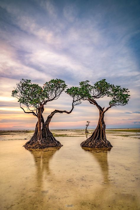 Sumba Island, Island Wallpaper, Mangrove Forest, Beautiful Trees, Thousand Islands, Beautiful Places Nature, Beautiful Tree, Places Around The World, Beautiful Photography