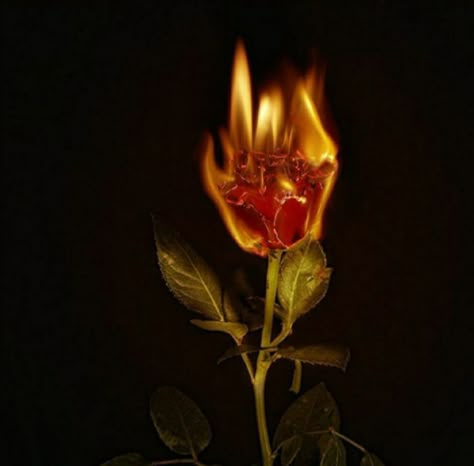 Flower On Fire, Fire Aesthetics, Rose On Fire, Still Life Portrait, Flower Fire, Burning Flowers, Burning Rose, Devil Aesthetic, Art Alevel